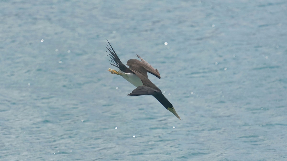Brown Booby - ML618803101