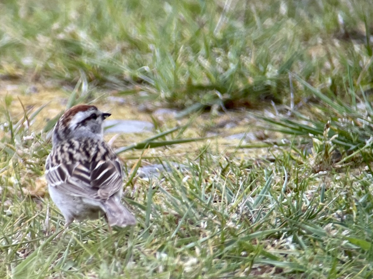 Chipping Sparrow - Craig R Miller