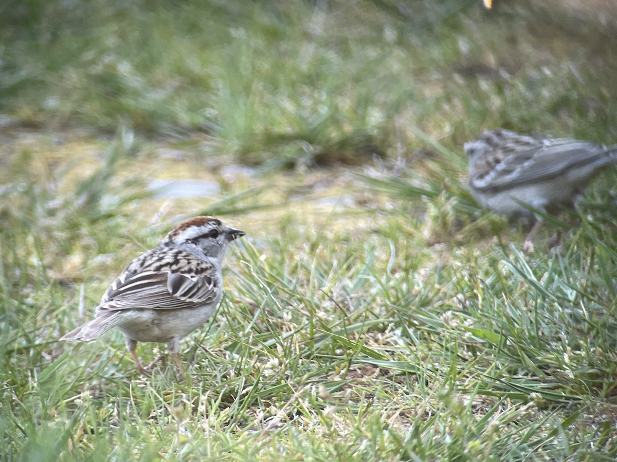 Chipping Sparrow - ML618803121