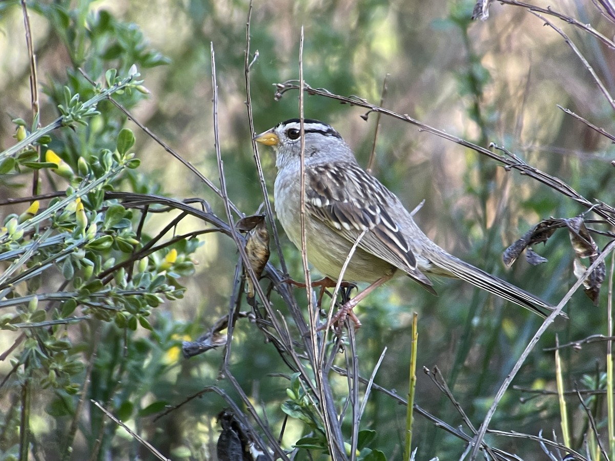 White-crowned Sparrow - Craig R Miller