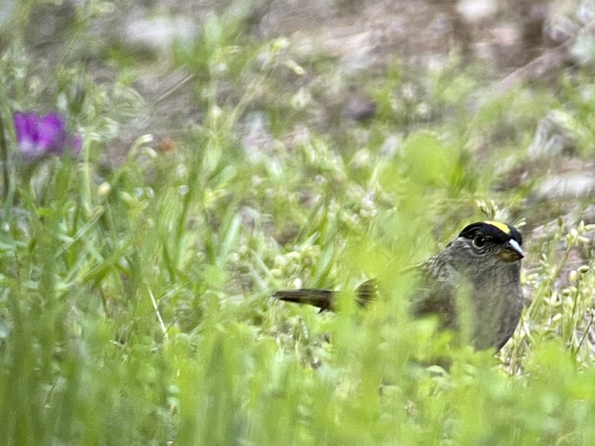 Golden-crowned Sparrow - Craig R Miller