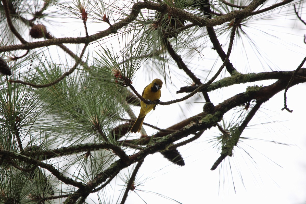 Orchard Oriole - ML618803218