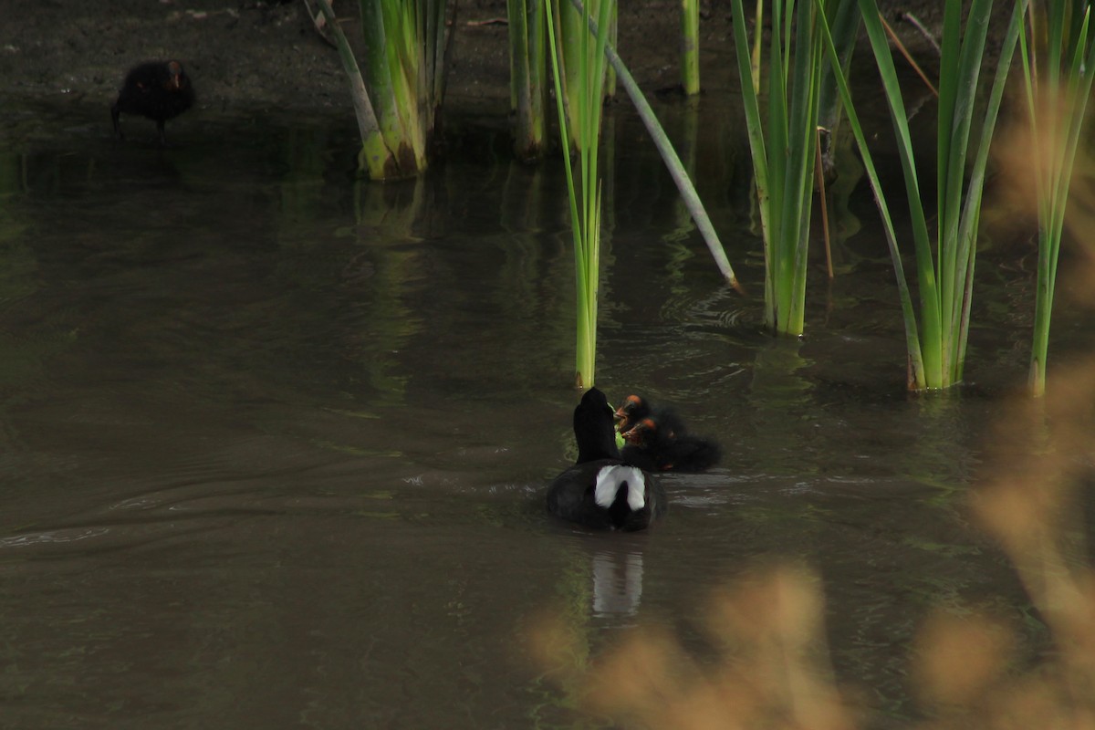 Red-fronted Coot - Ailinne Tapia Toledo