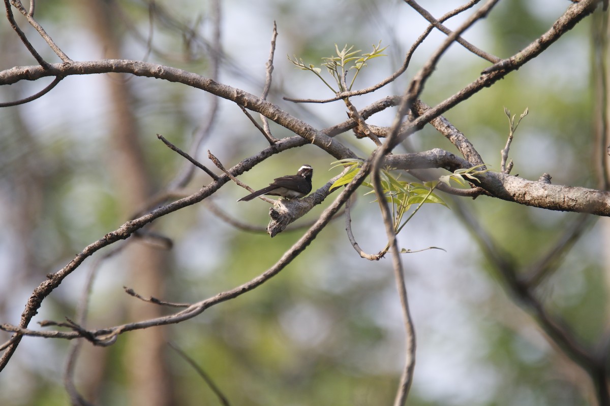 White-browed Fantail - ML618803282