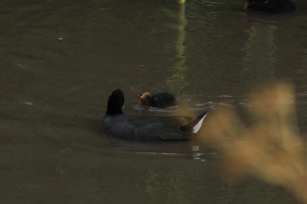 Red-fronted Coot - ML618803290