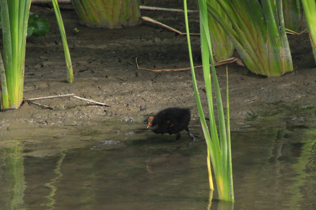 Red-fronted Coot - Ailinne Tapia Toledo