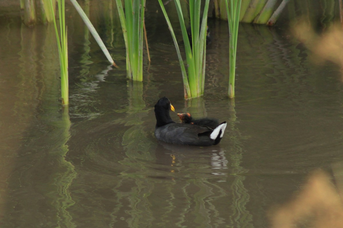 Red-fronted Coot - ML618803357