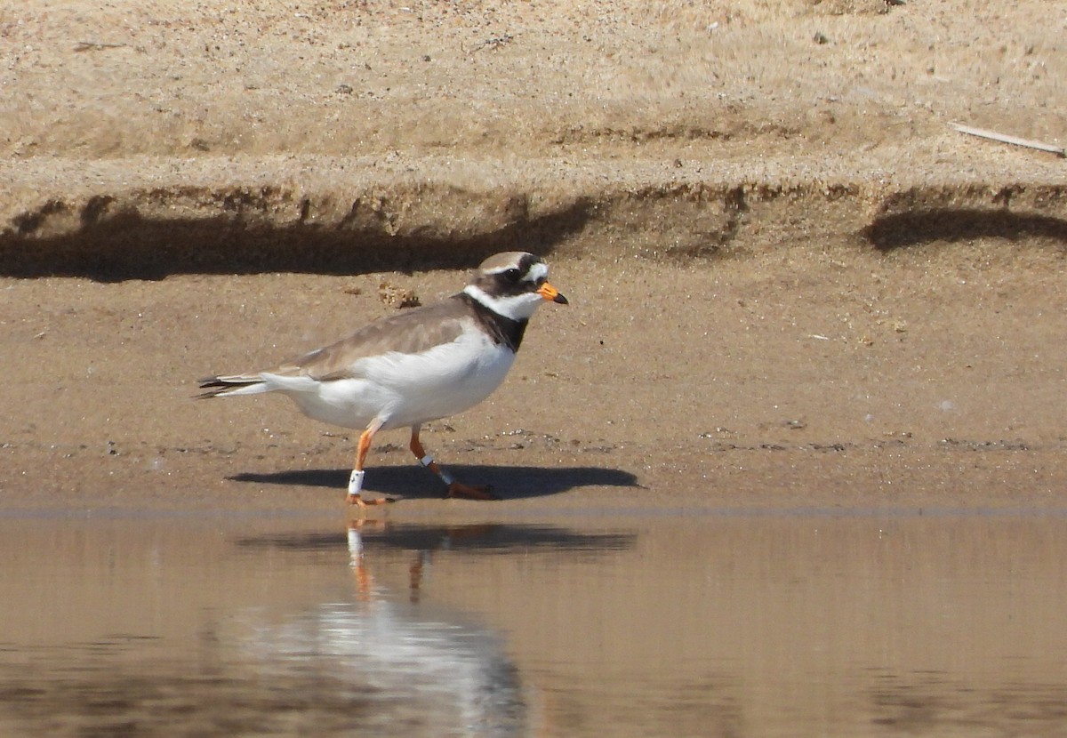 Common Ringed Plover - ML618803364