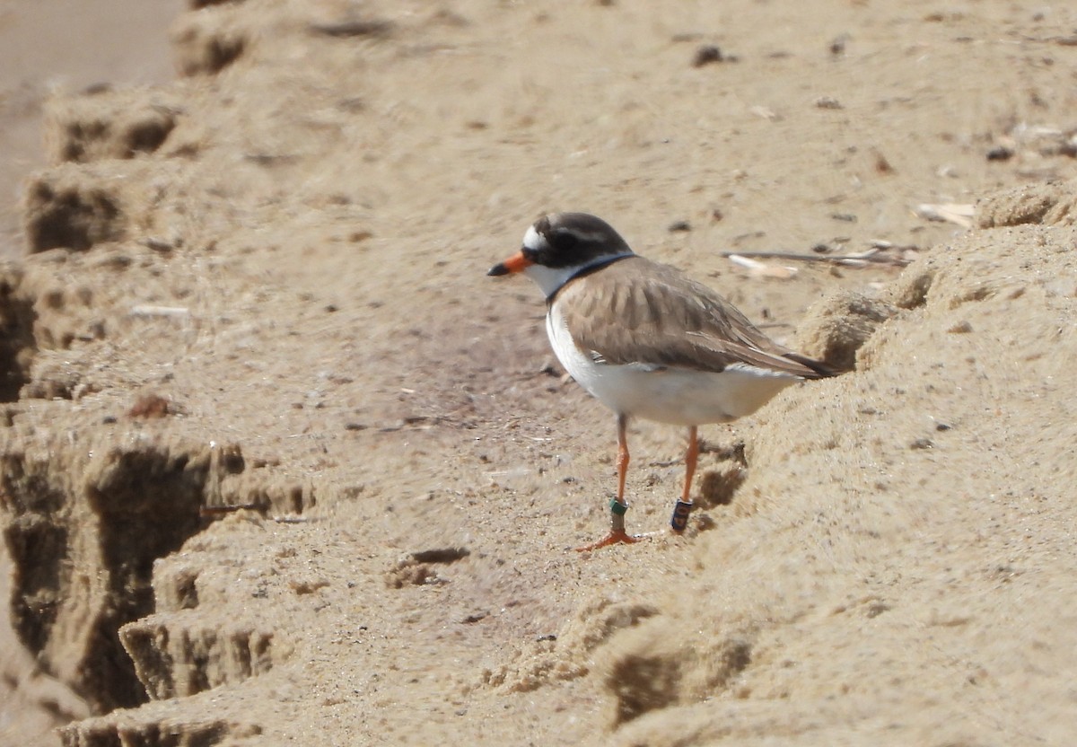 Common Ringed Plover - ML618803365