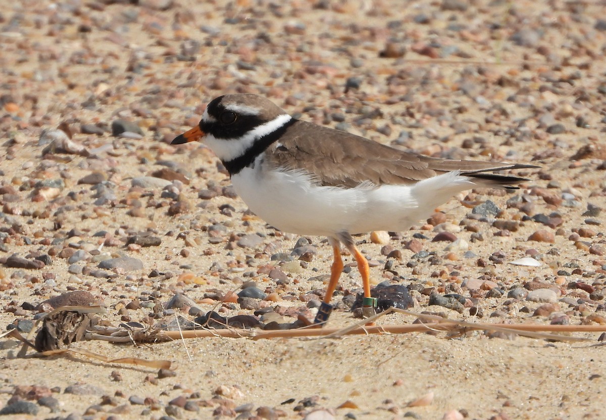 Common Ringed Plover - ML618803366