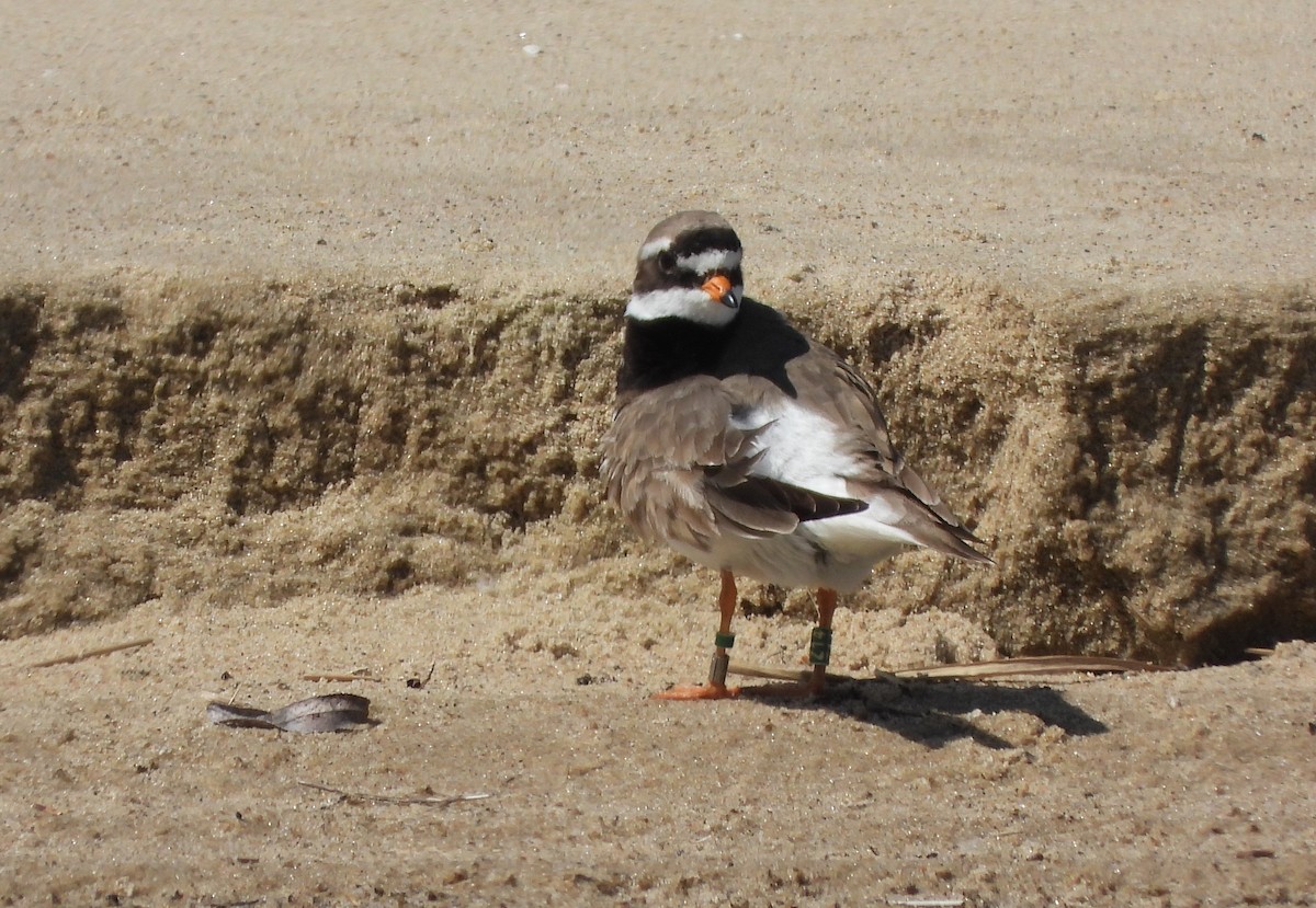 Common Ringed Plover - ML618803367