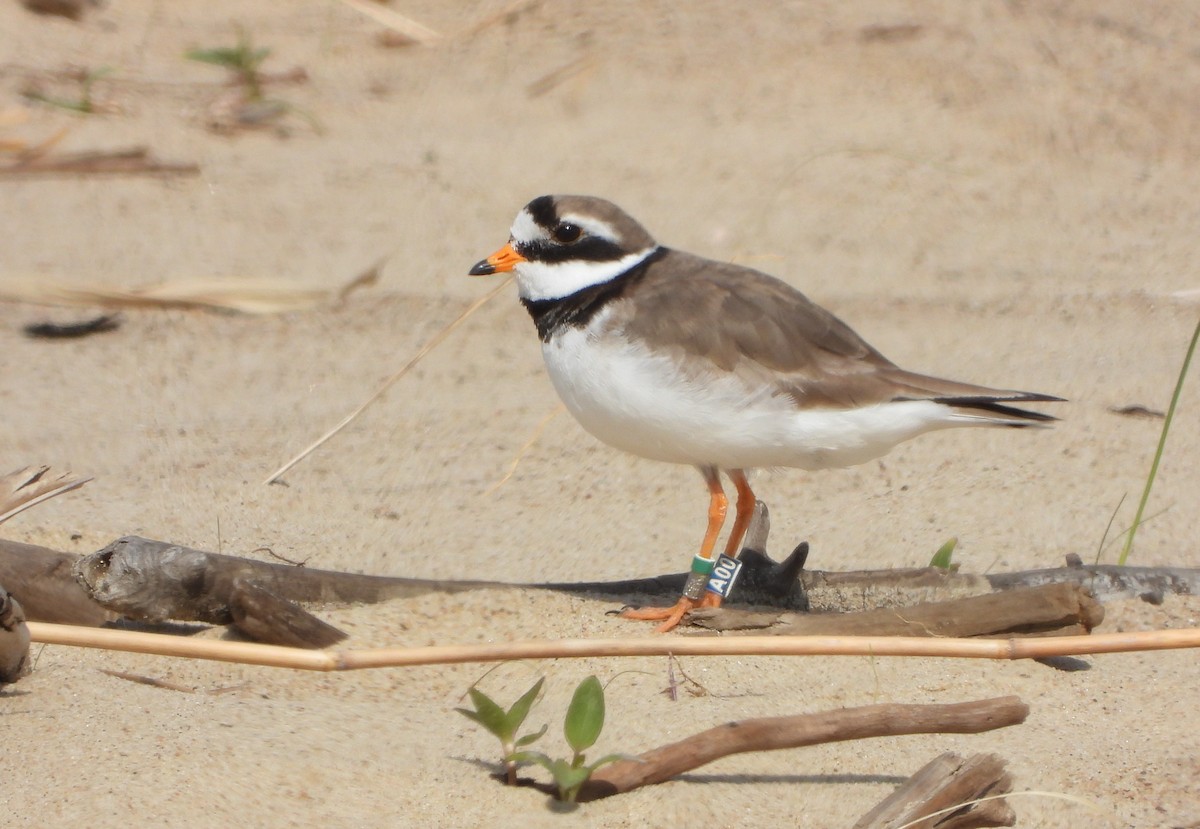 Common Ringed Plover - ML618803368