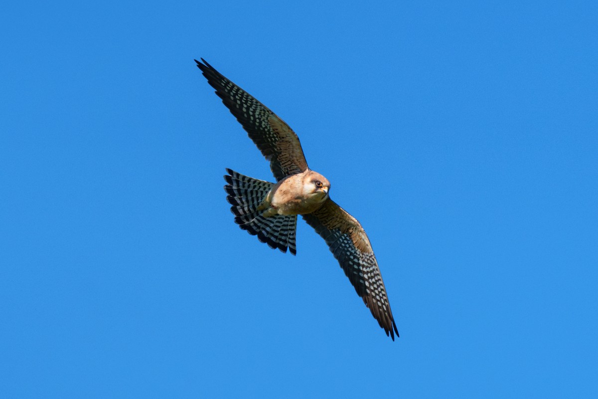 Red-footed Falcon - ML618803376