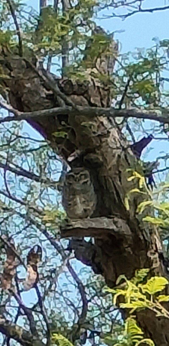 Spotted Owlet - ML618803380