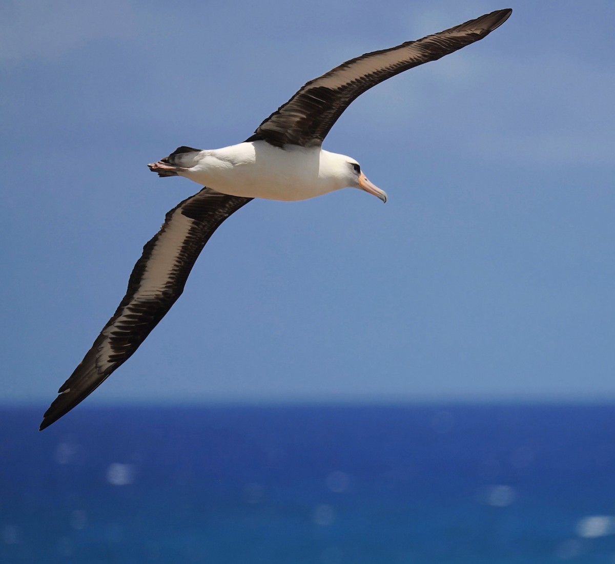 Laysan Albatross - Michael Y