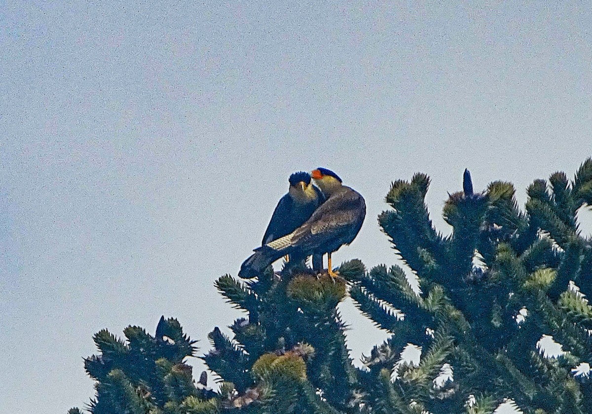 eBird Checklist - 20 Sep 2019 - Curarrehue County, Araucania, Chile - 1 ...