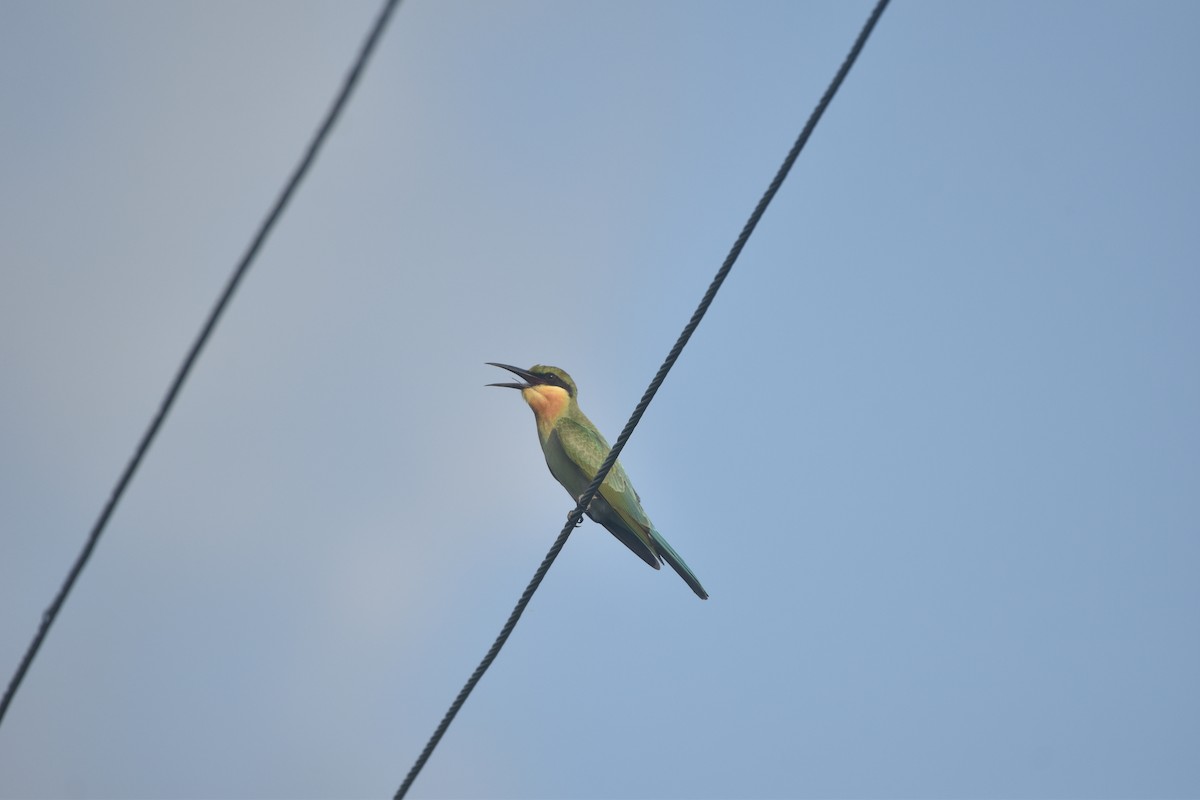 Blue-tailed Bee-eater - Gyanchandra Gyani