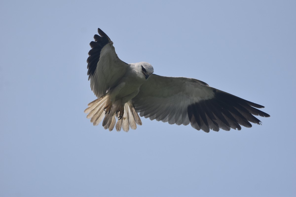 Black-winged Kite - Gyanchandra Gyani