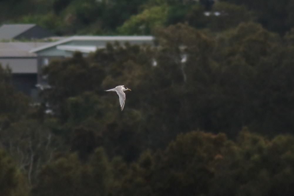 Great Crested Tern - ML618803511