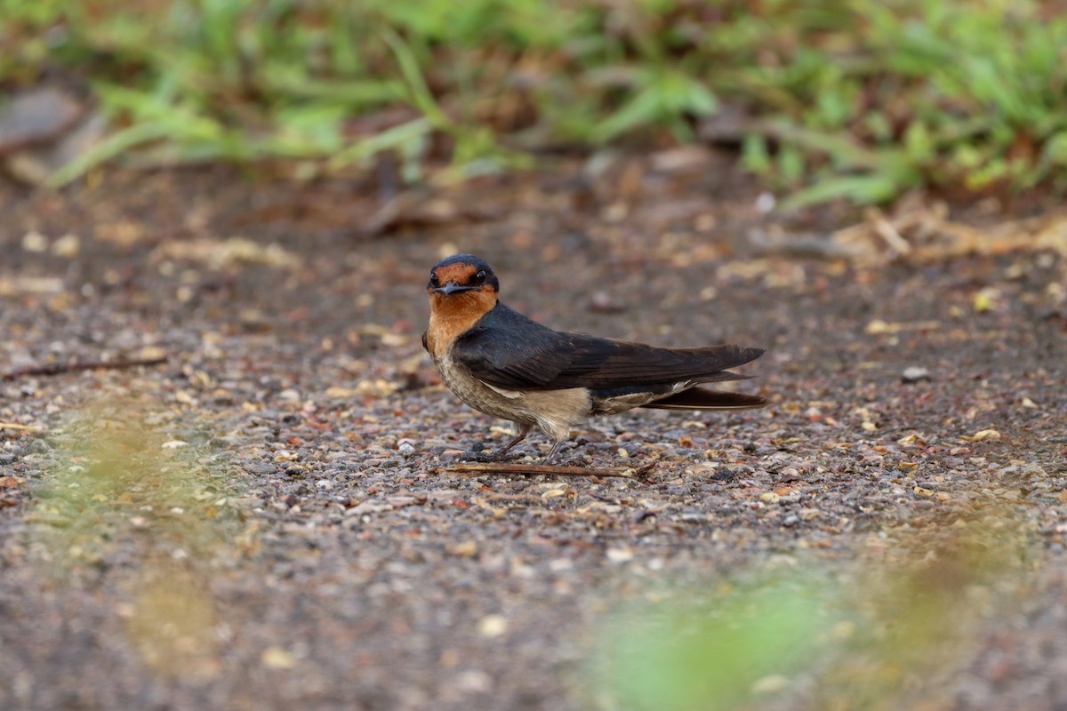 Pacific Swallow - ML618803514