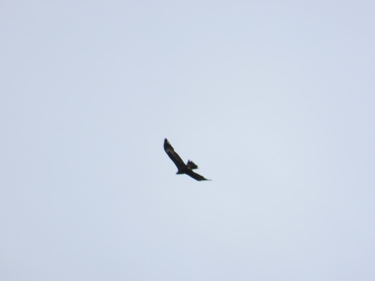 Wedge-tailed Eagle - ML618803550