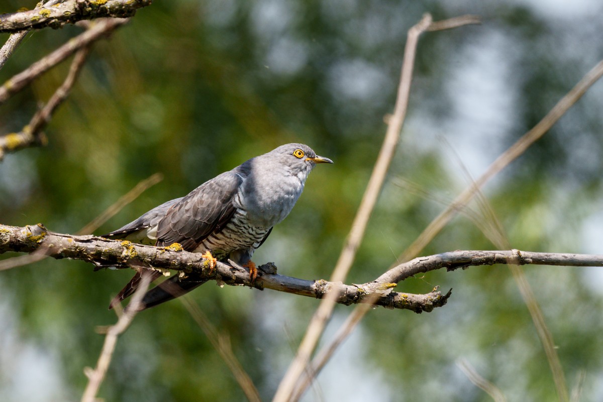 Common Cuckoo - Prashant Tewari