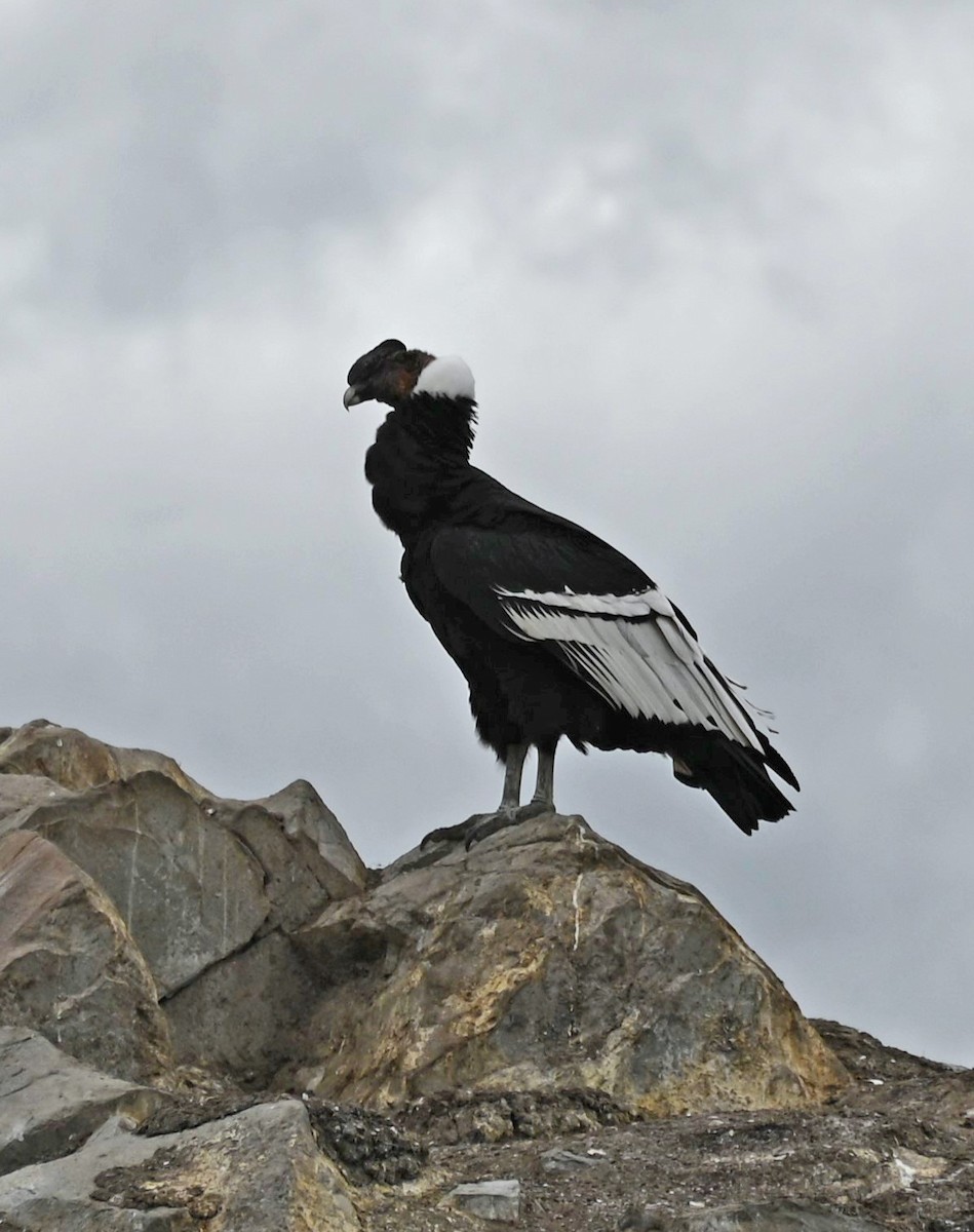 Andean Condor - ML618803559