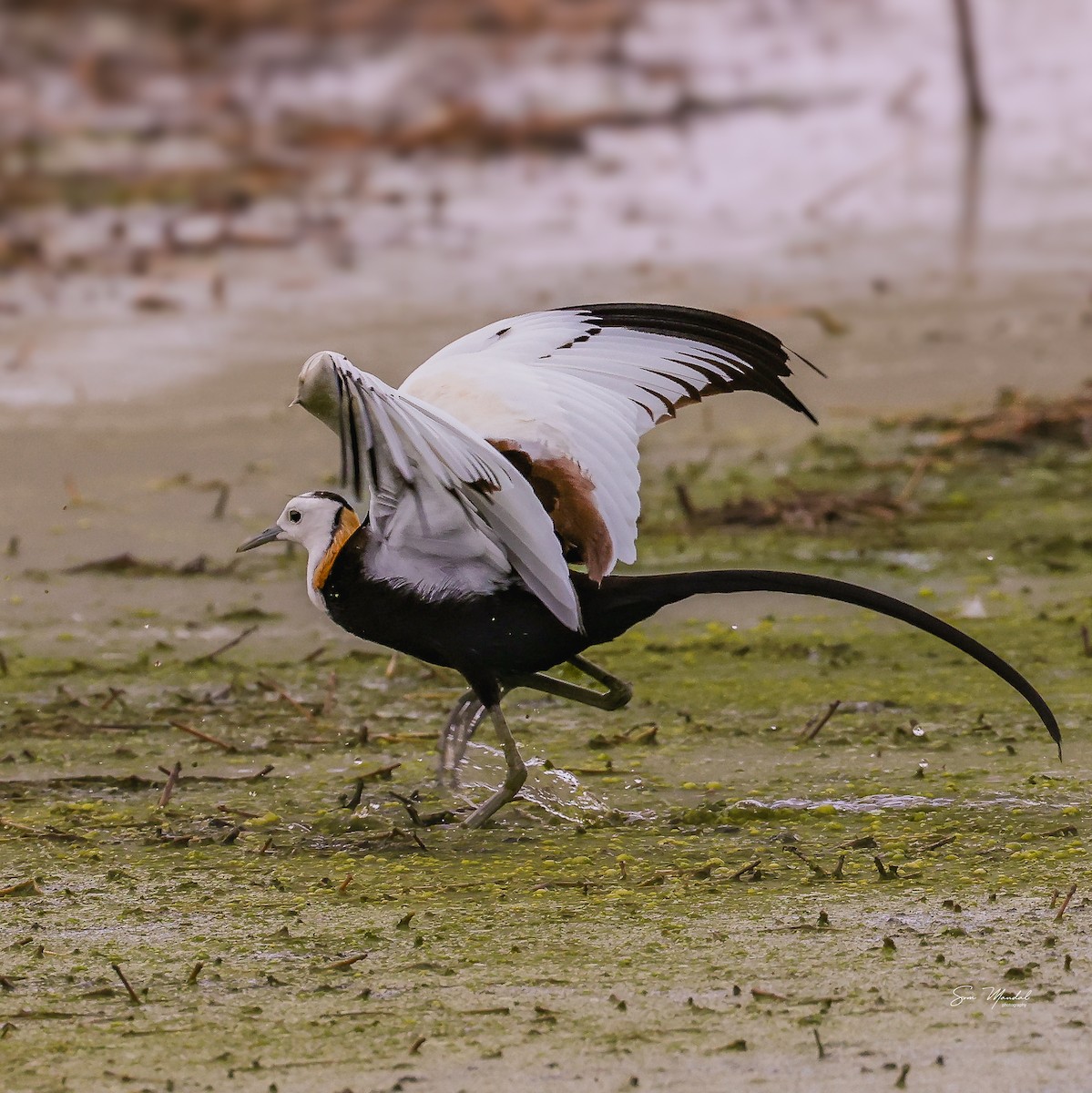 Pheasant-tailed Jacana - Som Mandal