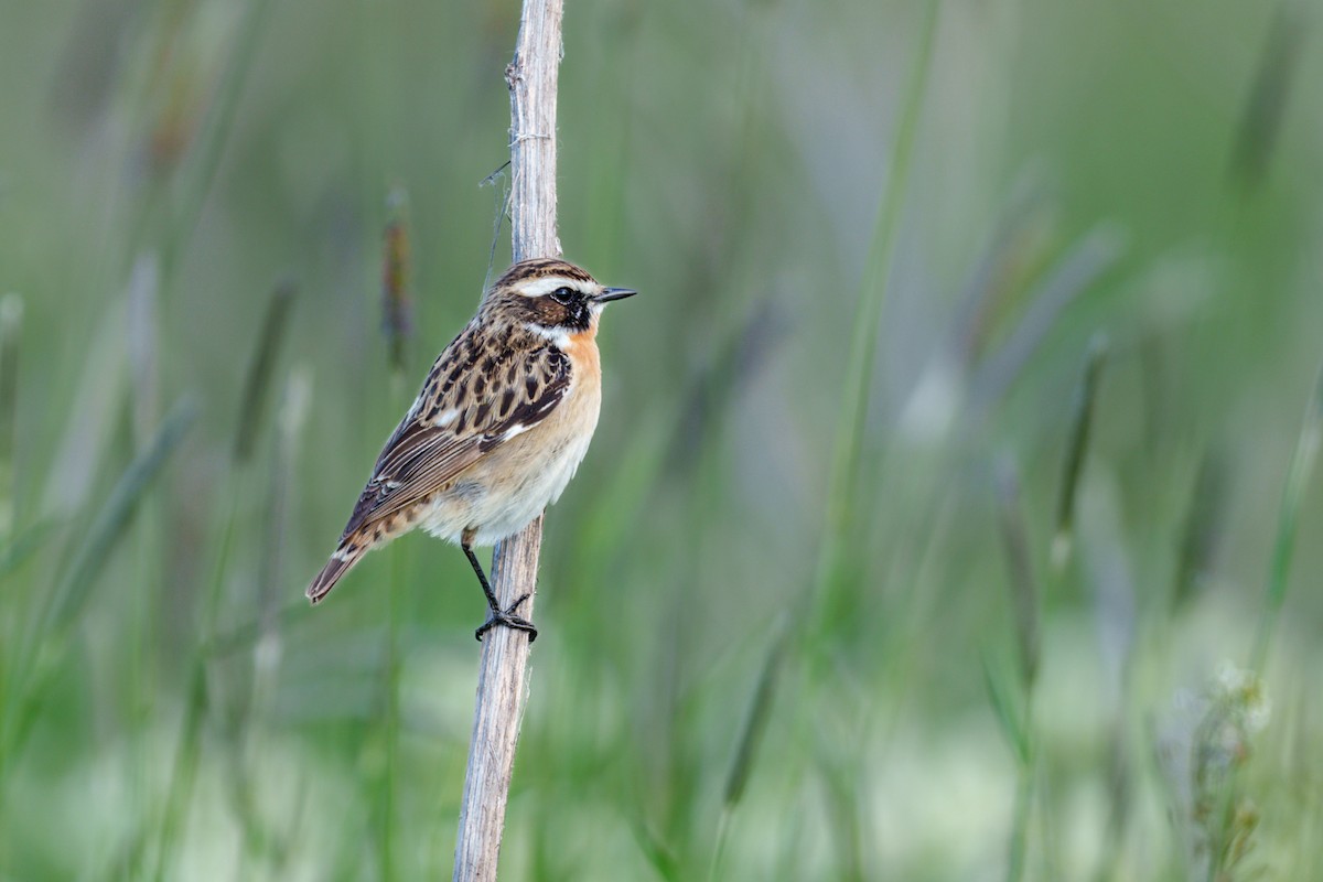 Whinchat - ML618803611