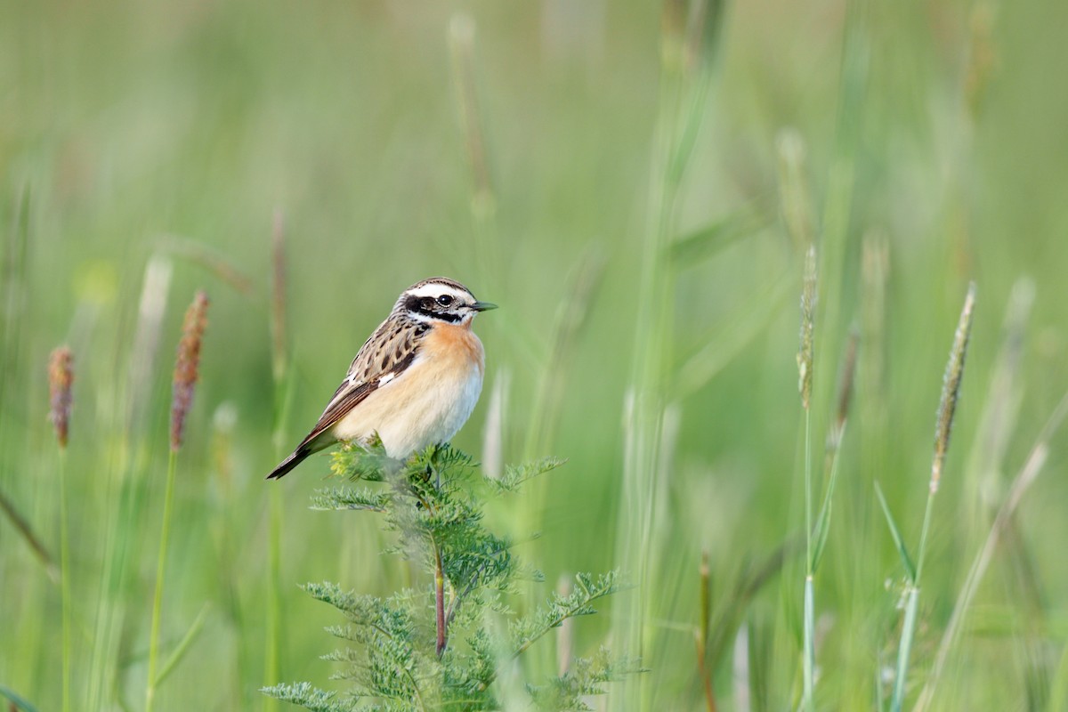 Whinchat - ML618803612