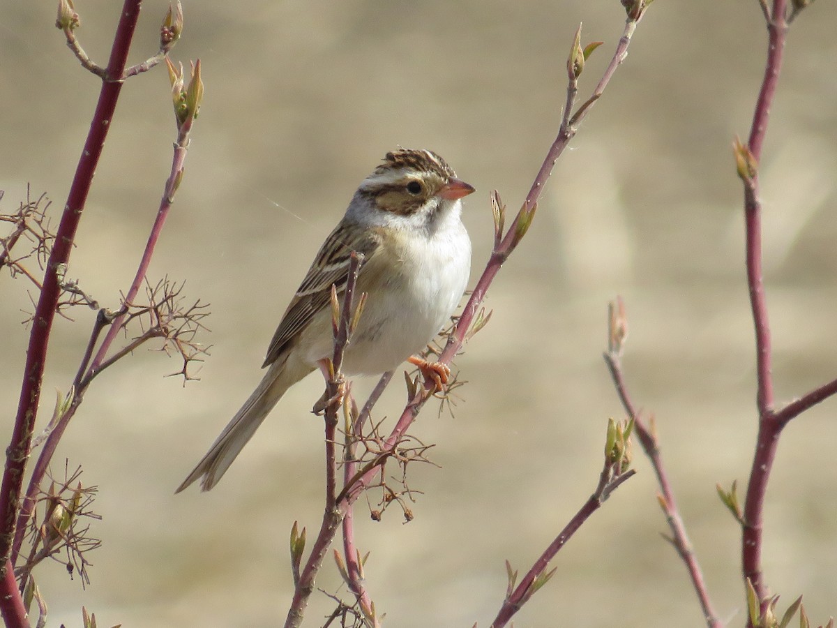 Clay-colored Sparrow - ML618803739