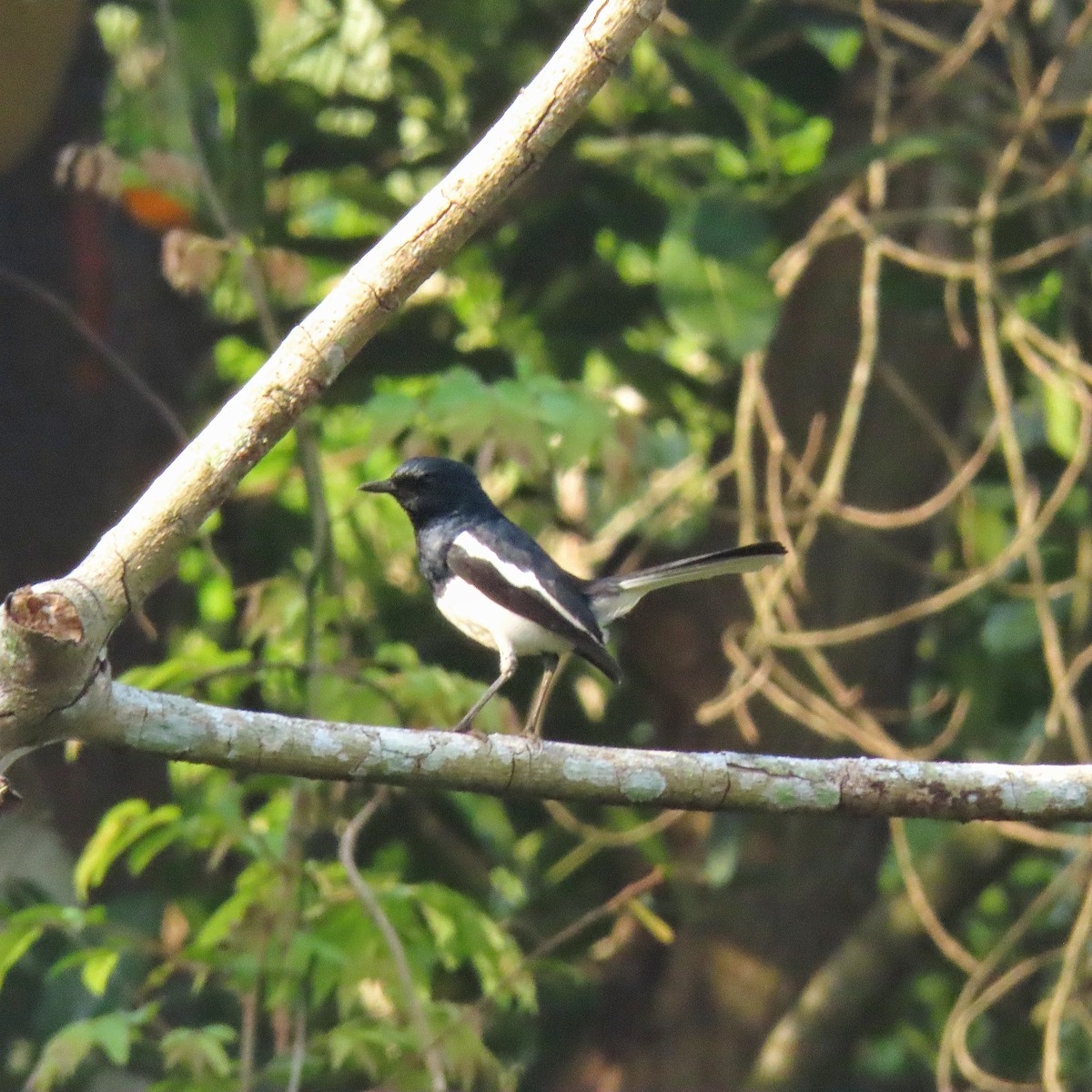 Oriental Magpie-Robin - Sreelal K Mohan