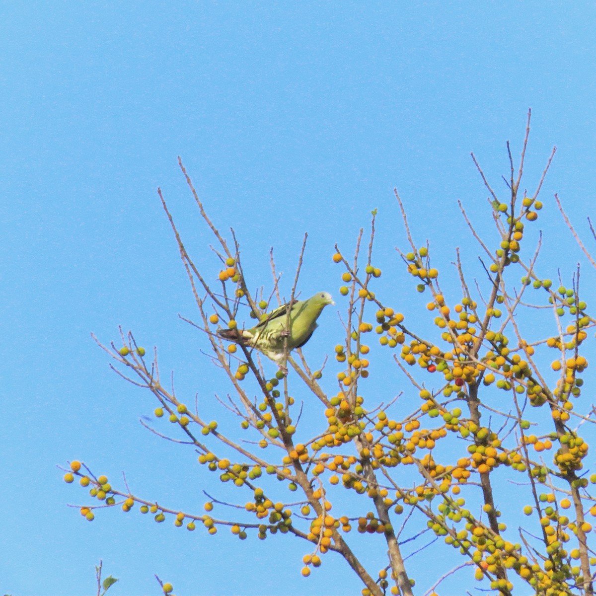 Серолобый зелёный голубь - ML618803756