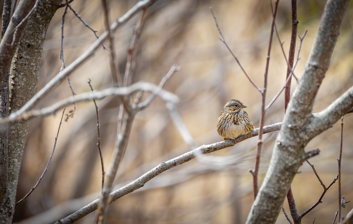 Lincoln's Sparrow - Peek Ehlinger