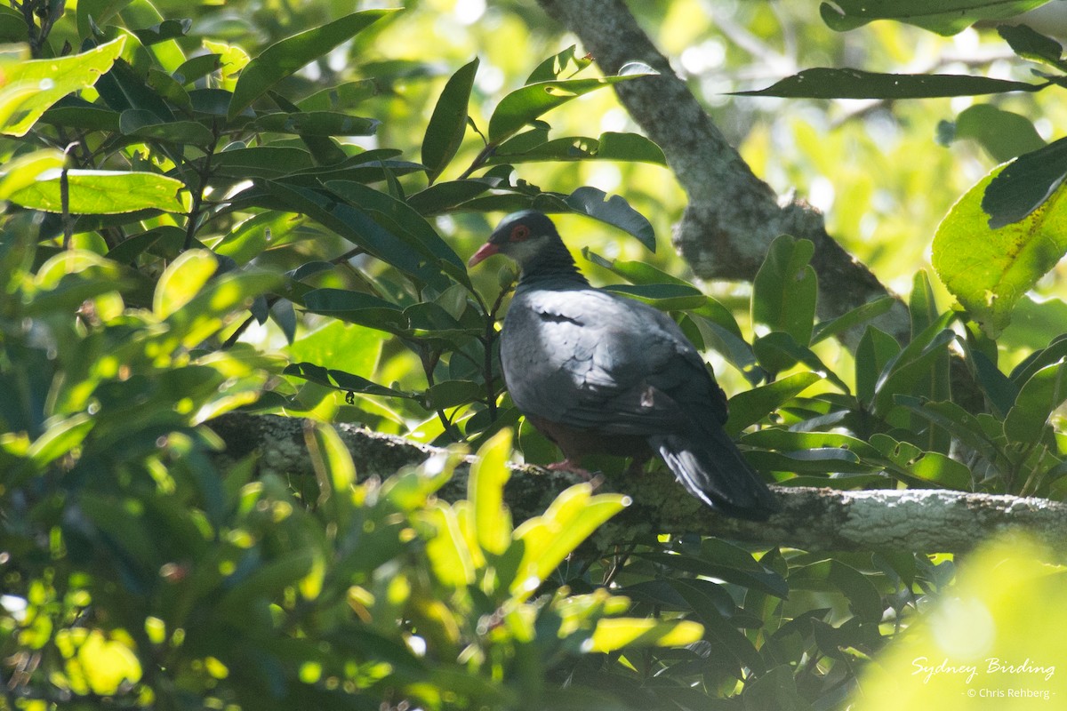 Metallic Pigeon - Chris Rehberg  | Sydney Birding