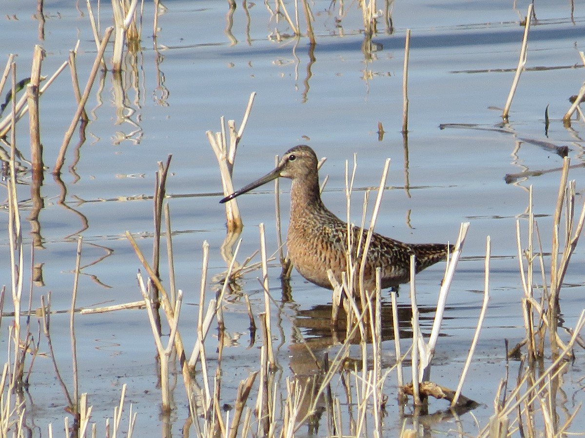 Long-billed Dowitcher - ML618803791