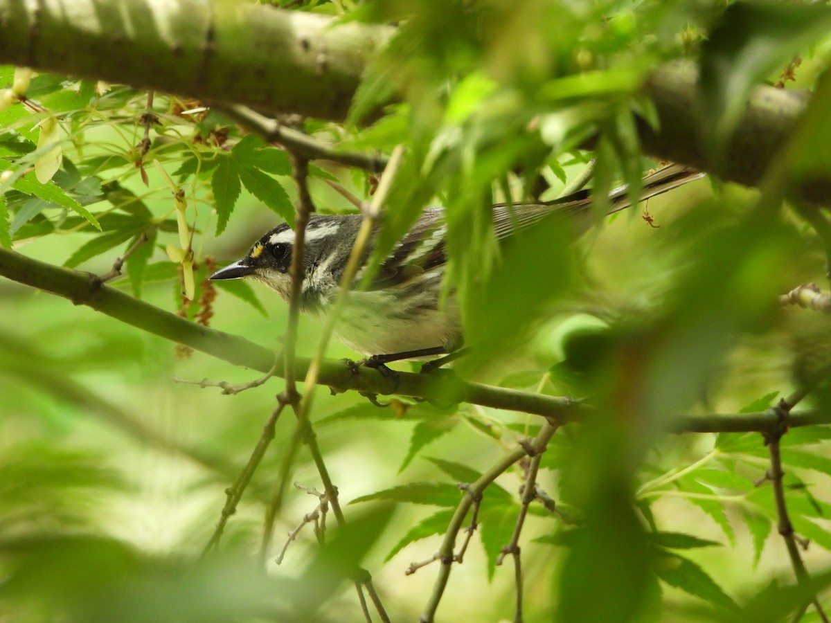 Black-throated Gray Warbler - ML618803812