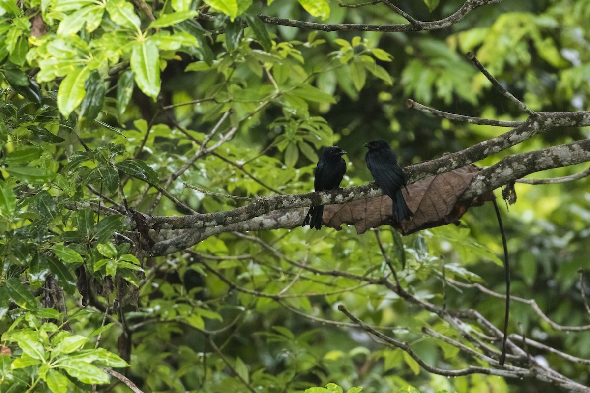 Greater Racket-tailed Drongo - ML618803814
