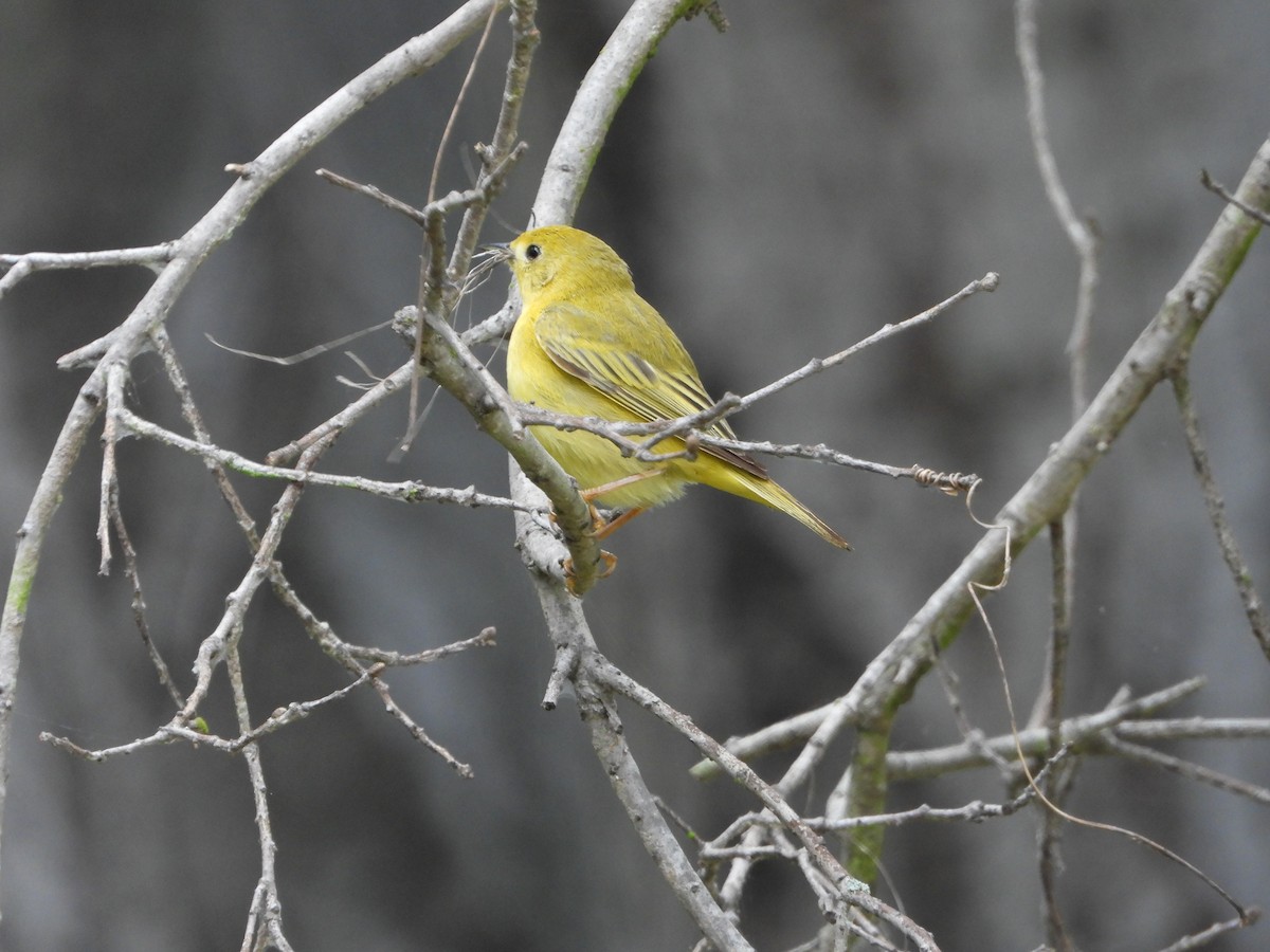Yellow Warbler - Dorian Charnis