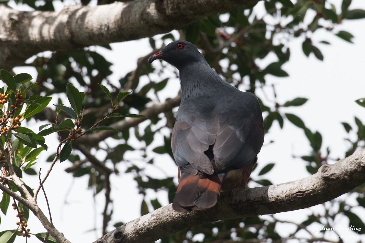 New Caledonian Imperial-Pigeon - Chris Rehberg  | Sydney Birding