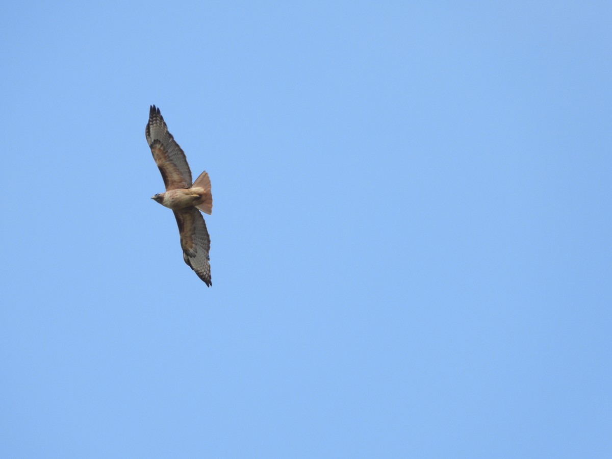 Red-tailed Hawk - Dorian Charnis