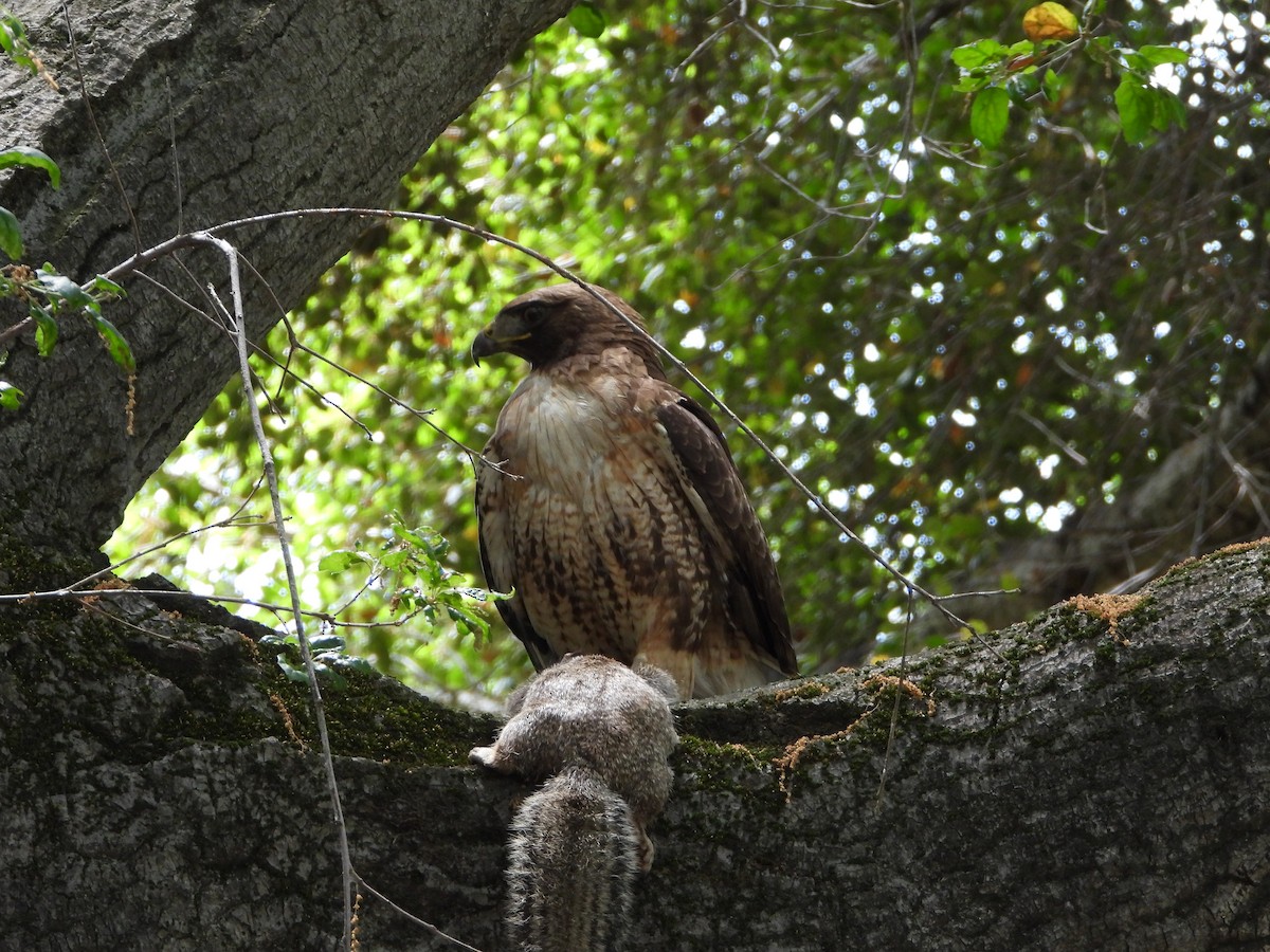Red-tailed Hawk - ML618803872