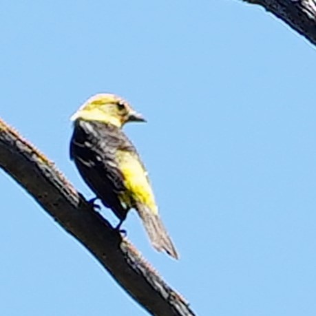 Western Tanager - ML618803873