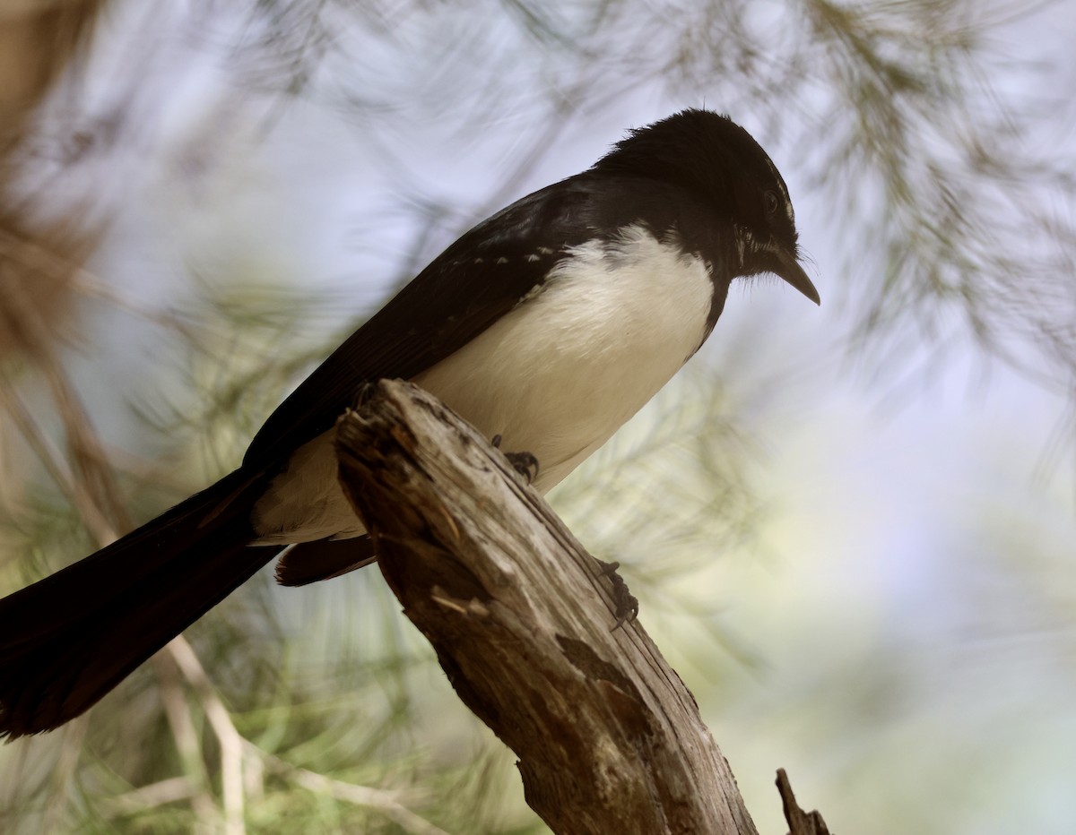 Willie-wagtail - ML618803882