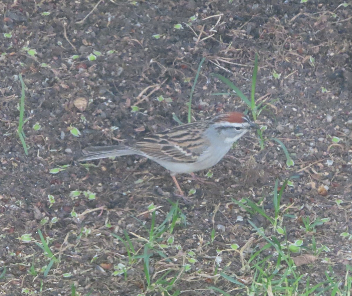 Chipping Sparrow - ML618803908