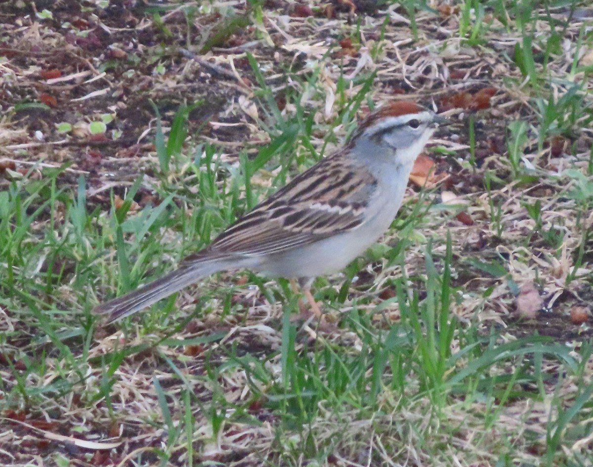 Chipping Sparrow - ML618803909