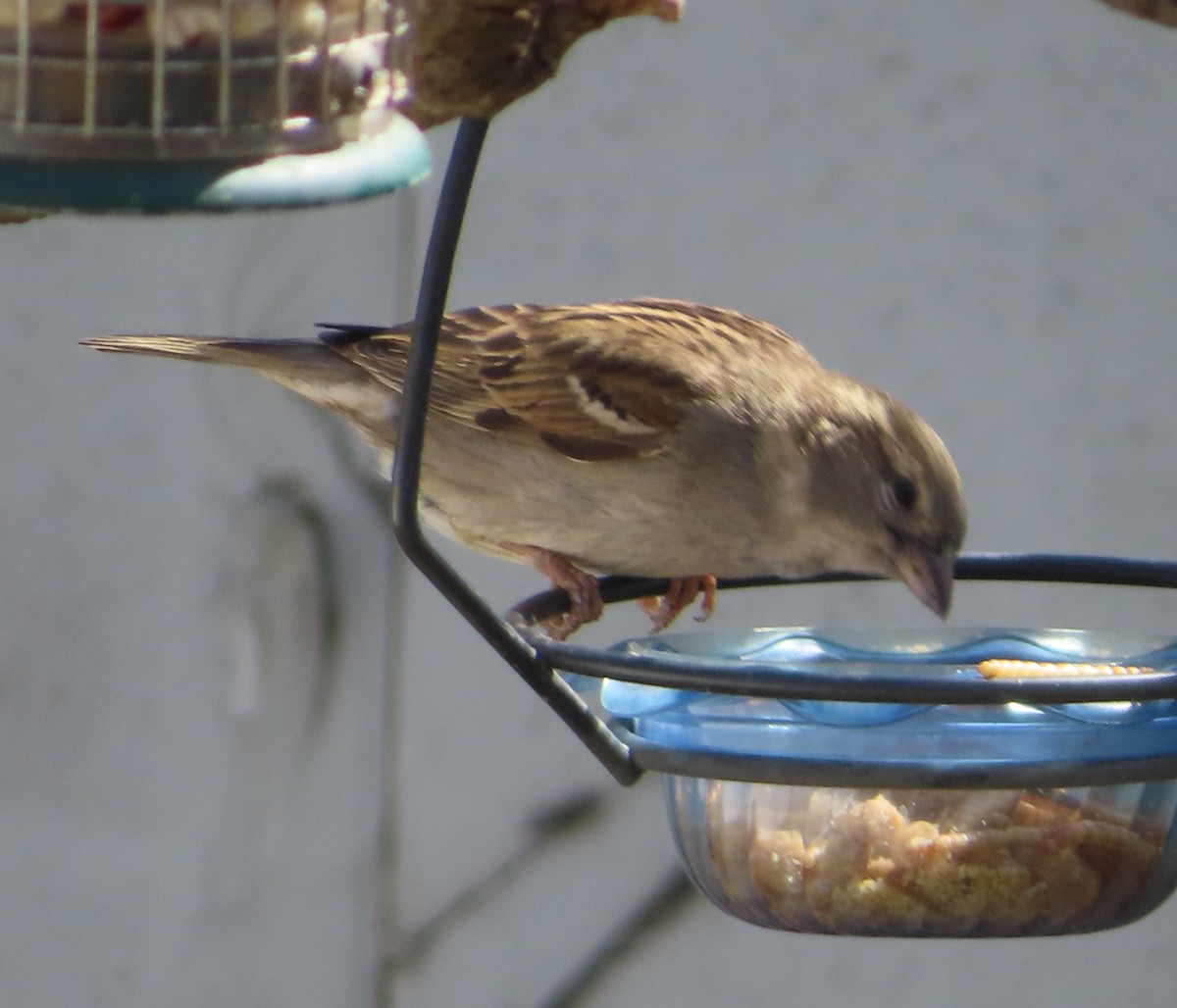 House Sparrow - ML618803914