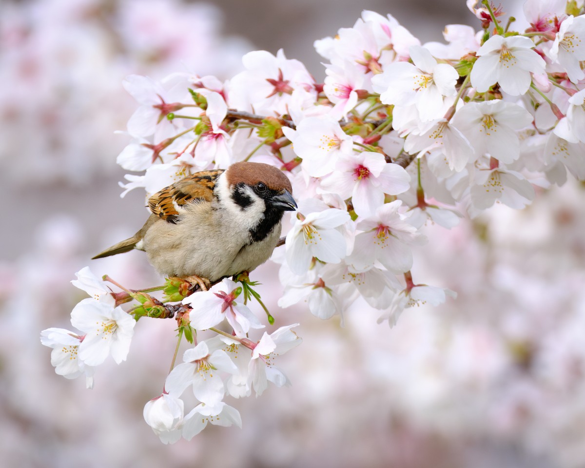 Eurasian Tree Sparrow - Gregory Tortissier