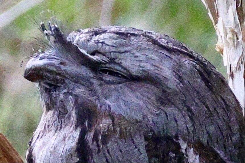 Tawny Frogmouth - Terry O’Connor