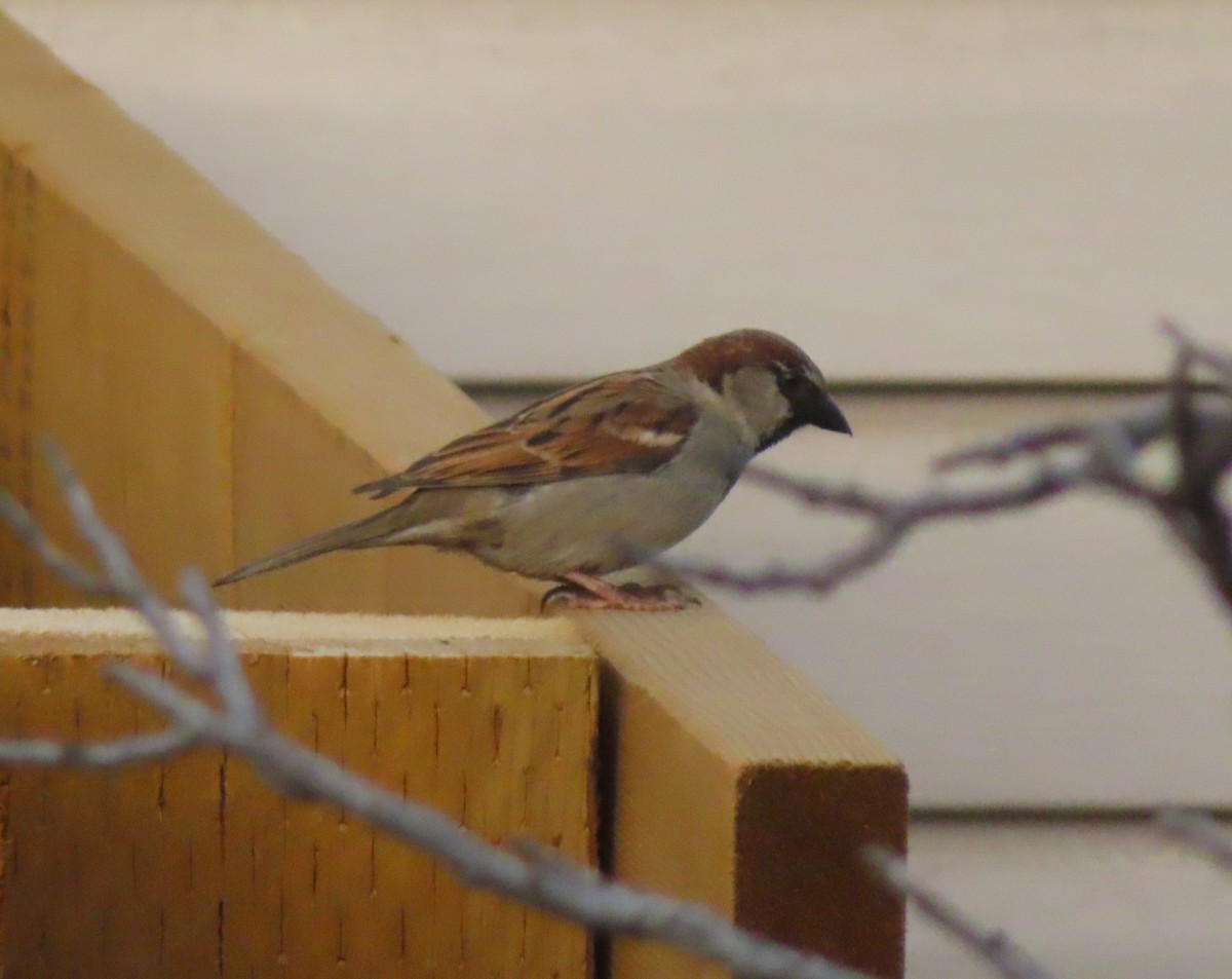 House Sparrow - ML618803960